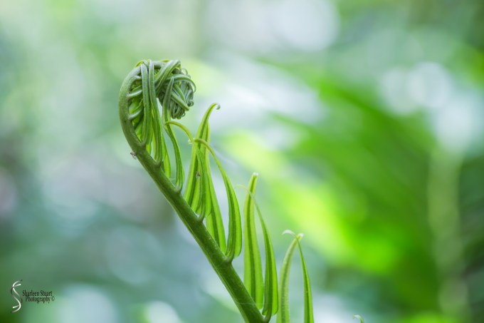ARM Loxahatchee National Park: April 21, 2017: 2516