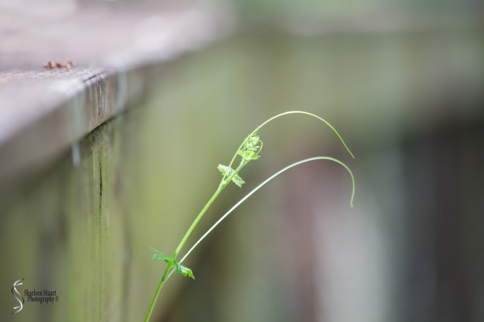 ARM Loxahatchee National Park: April 21, 2017: 2518