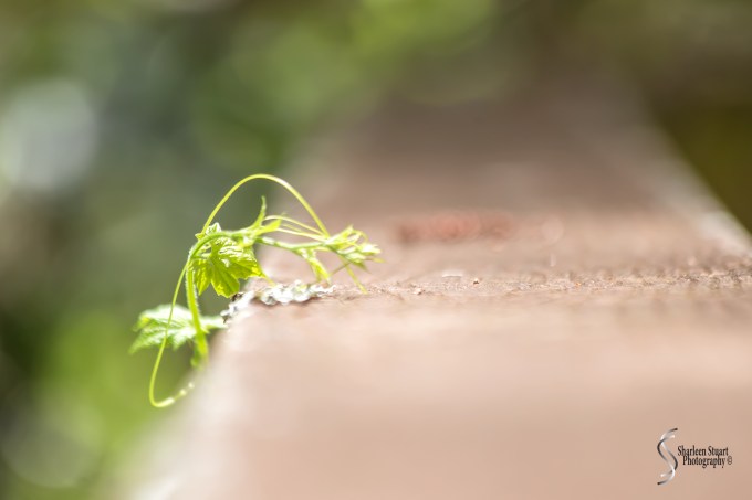 ARM Loxahatchee National Park: April 21, 2017: 2521