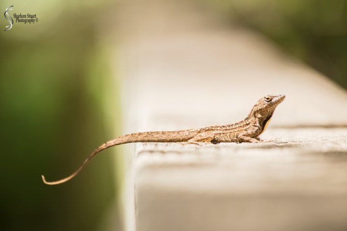 ARM Loxahatchee National Park: April 21, 2017: 2527