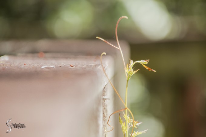 ARM Loxahatchee National Park: April 21, 2017: 2530