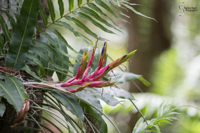 ARM Loxahatchee National Park: April 21, 2017: 2531
