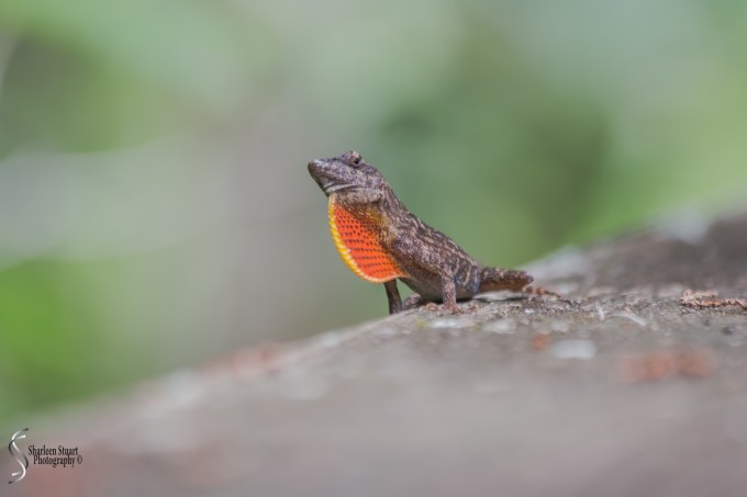 ARM Loxahatchee National Park: April 21, 2017: 2533