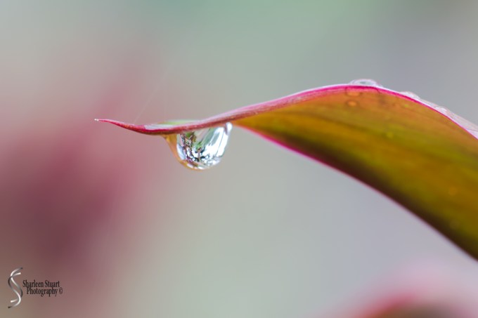 Out on the back canal: June 4, 2017: 4377