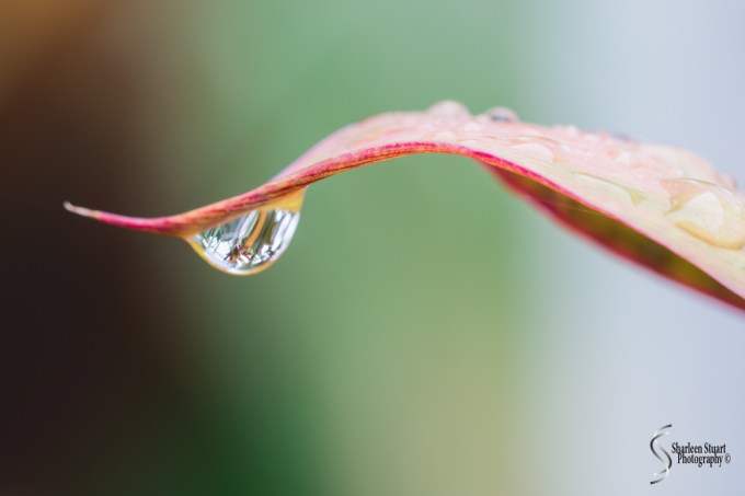Out on the back canal: June 4, 2017: 4378