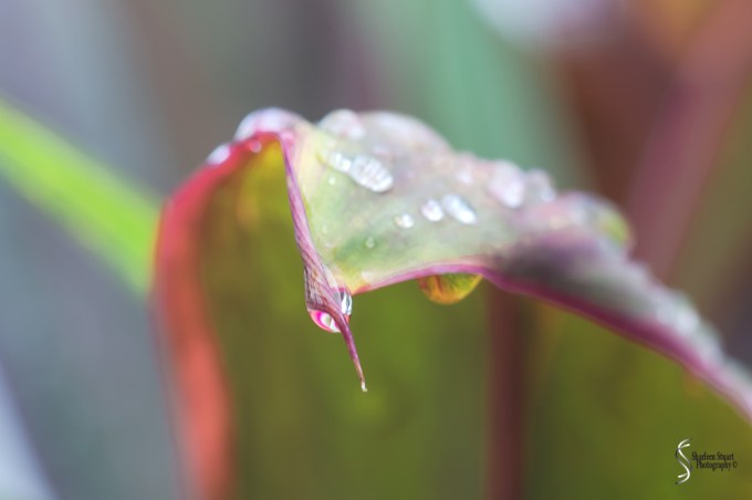 Out on the back canal: June 4, 2017: 4381