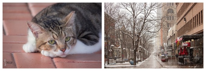 Mr Cool Cat: September2, 2015 8151