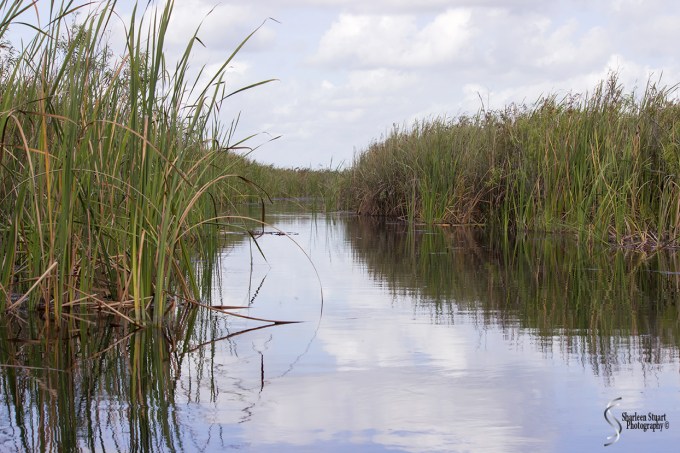 ARM Loxahatchee National Park: August 6 2017: 4951