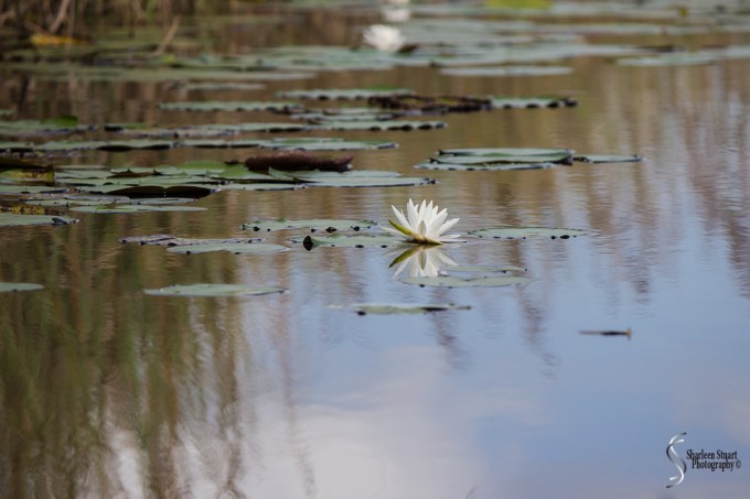 ARM Loxahatchee National Park: August 6 2017: 4964