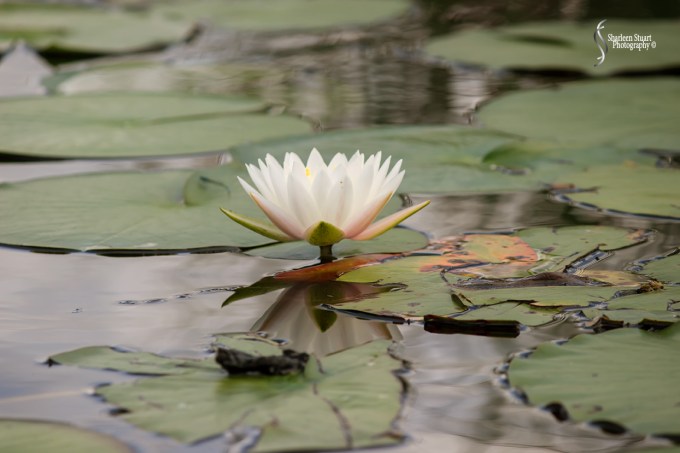 ARM Loxahatchee National Park: August 6 2017: 4967
