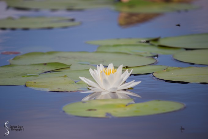 ARM Loxahatchee National Park: August 6 2017: 4999