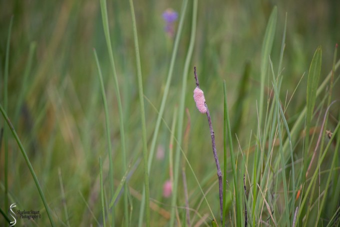 ARM Loxahatchee National Park: August 6 2017: 5016