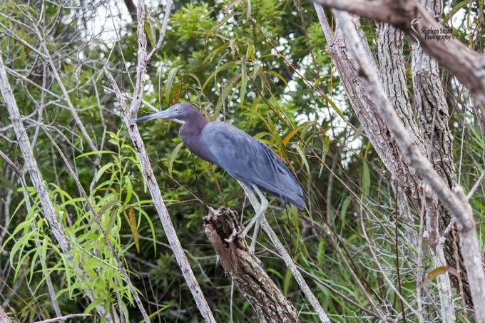 ARM Loxahatchee National Park: August 6 2017: 5021