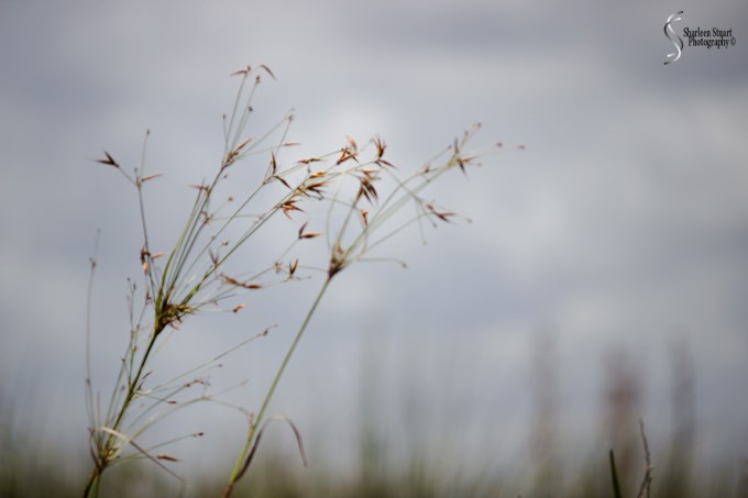 ARM Loxahatchee National Park: August 6 2017: 5044