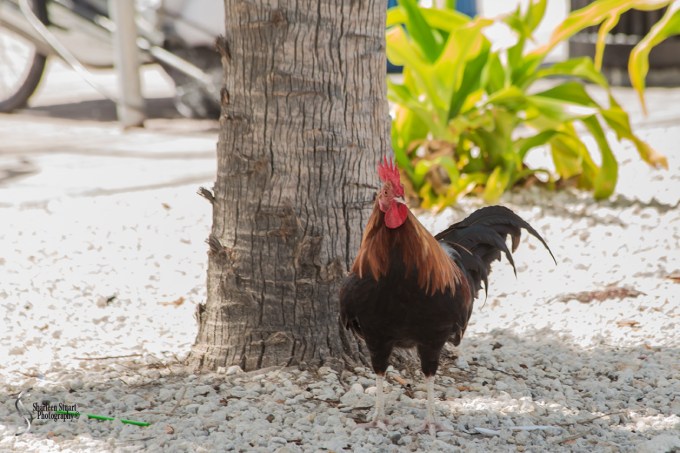 Key West: August 11, 2017: 6142