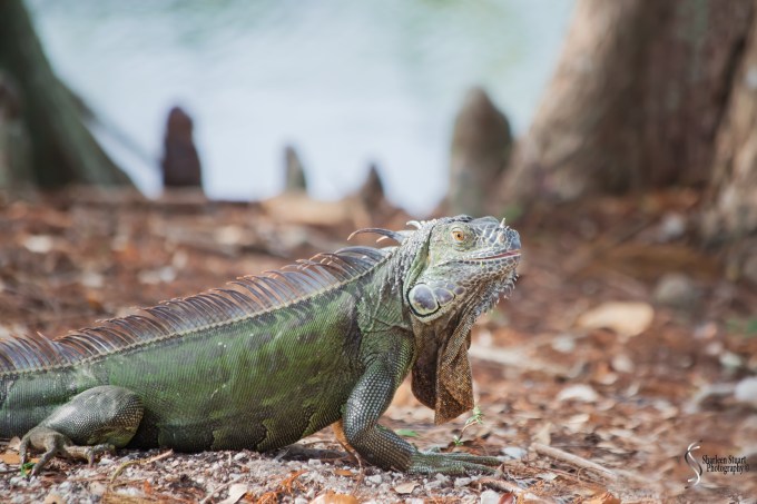 Wakodahatchee Wetlands: April 6, 2017: 1523