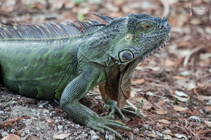 Wakodahatchee Wetlands: April 6, 2017:  1524