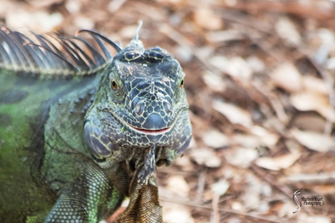 Wakodahatchee Wetlands: April 6, 2017:  1529
