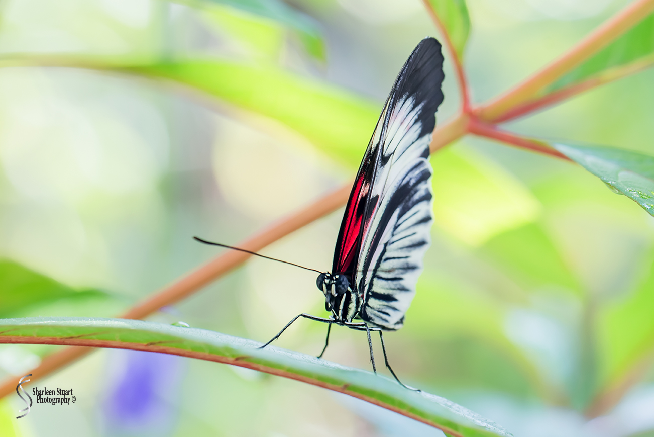 Butterfly World: June 16, 2017: 4455