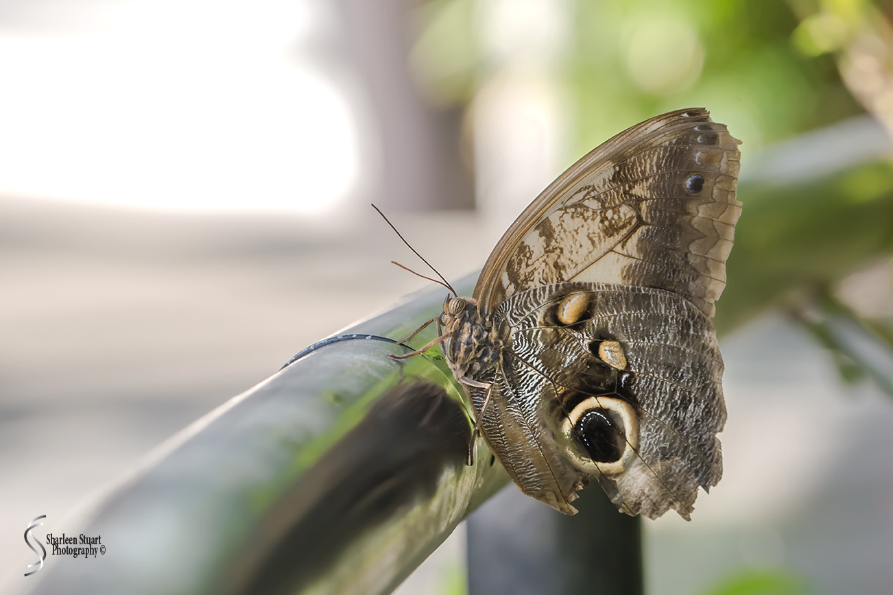 Butterfly World: June 16, 2017: 4487