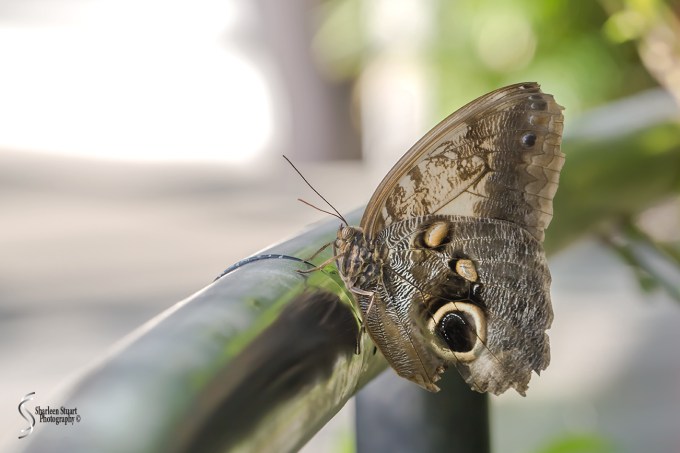 Butterfly World: June 16, 2017: 4487