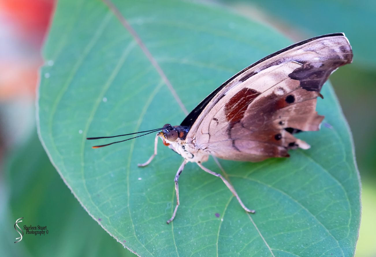 Butterfly World: June 16, 2017: 4503