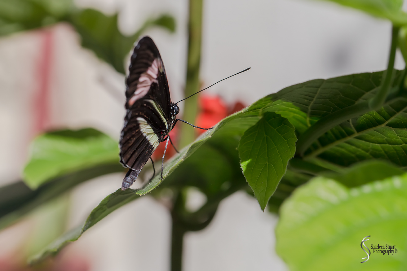 Butterfly World: June 16, 2017: 4520