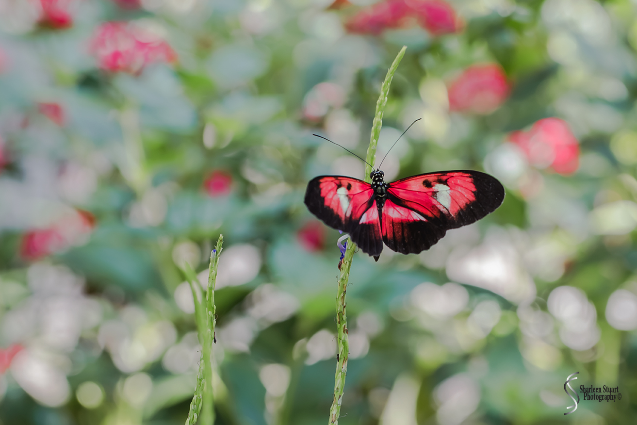Butterfly World: June 16, 2017: 4543
