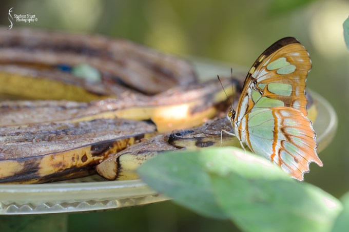 Butterfly World: June 16, 2017: 4550