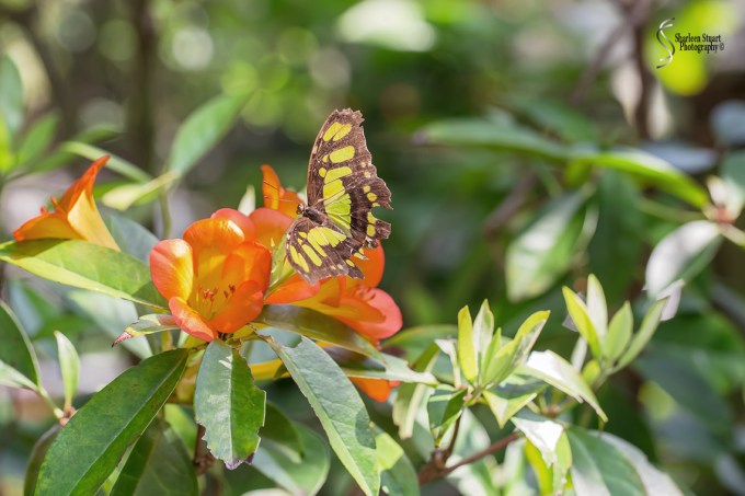 Butterfly World: June 16, 2017: 4606