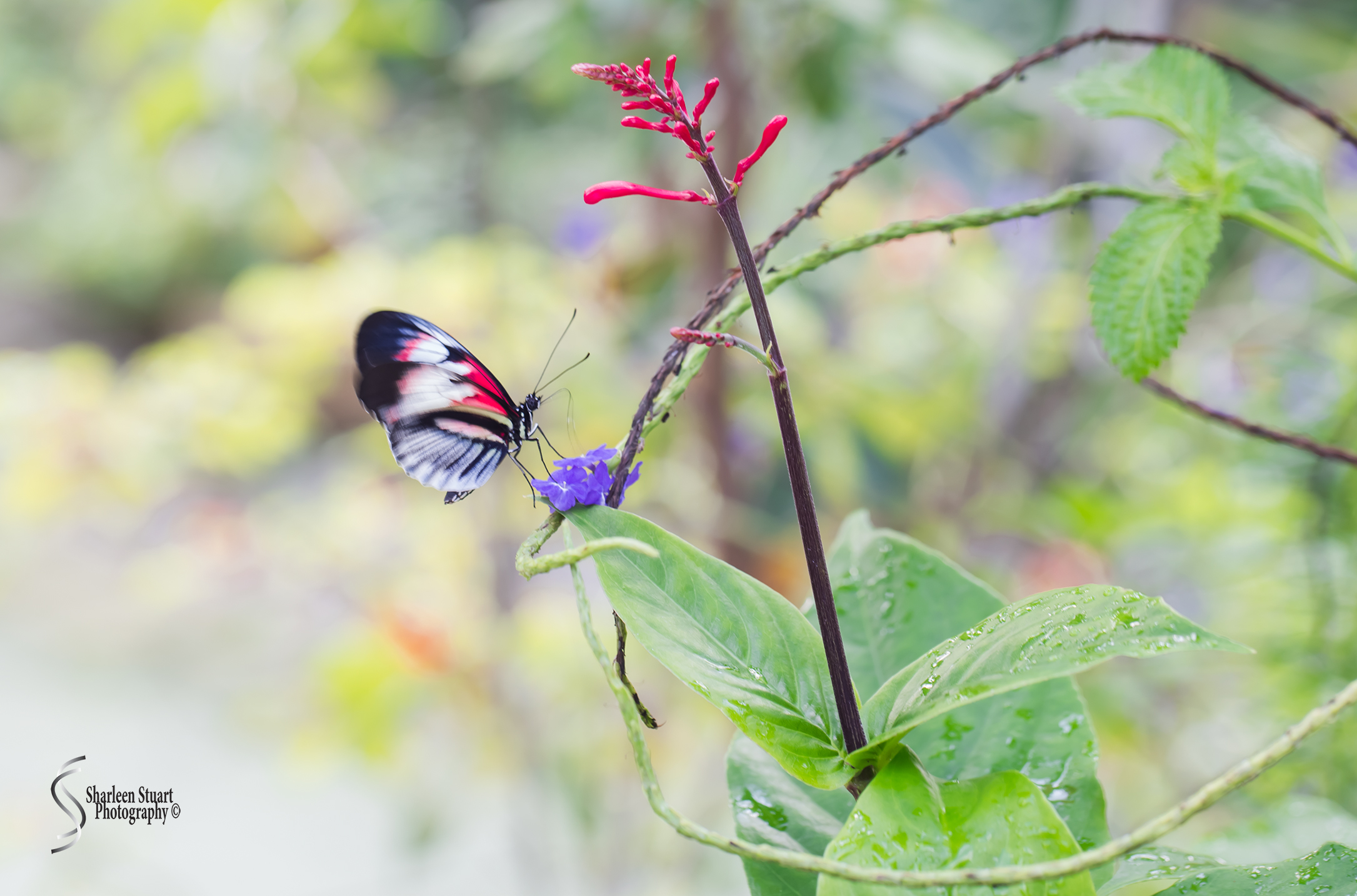 Butterfly World: June 16, 2017: 4626