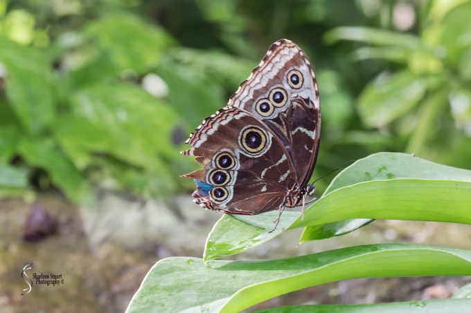 Butterfly World: June 16, 2017: 4627