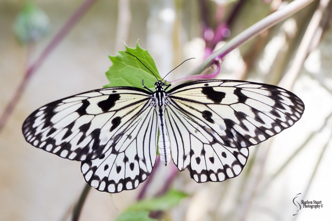 Butterfly World: June 16, 2017: