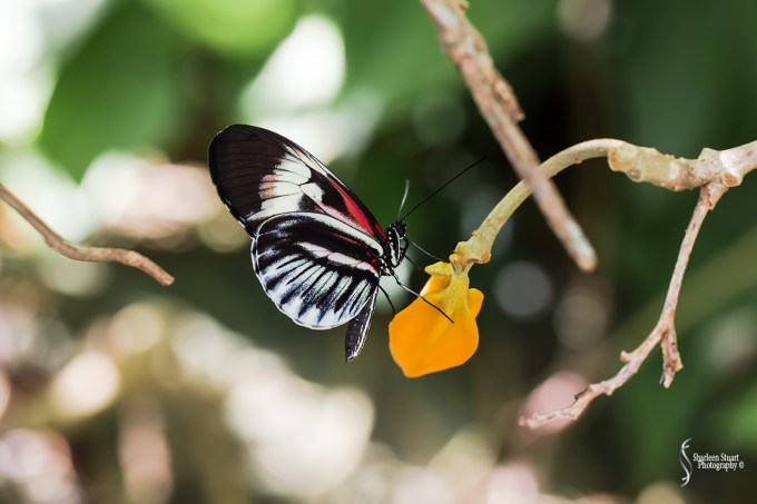Butterfly World: June 16, 2017: