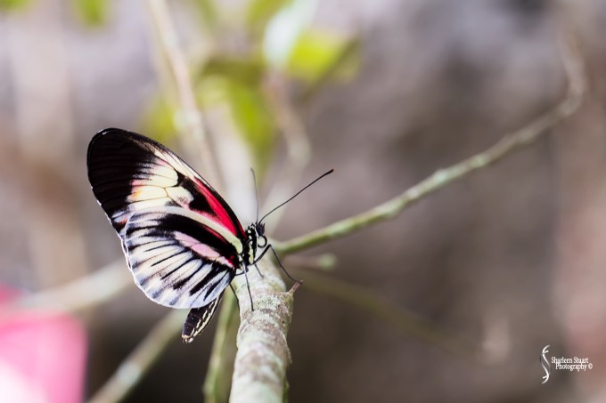 Butterfly World: June 16, 2017: 4830