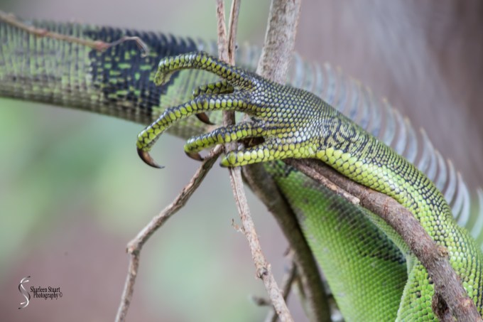 Wakodahatchee Wetlands: June 29, 2017: 5390