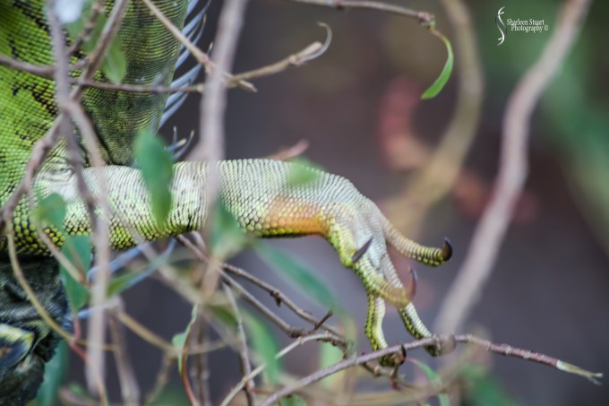 Wakodahatchee Wetlands: June 29, 2017: 5391