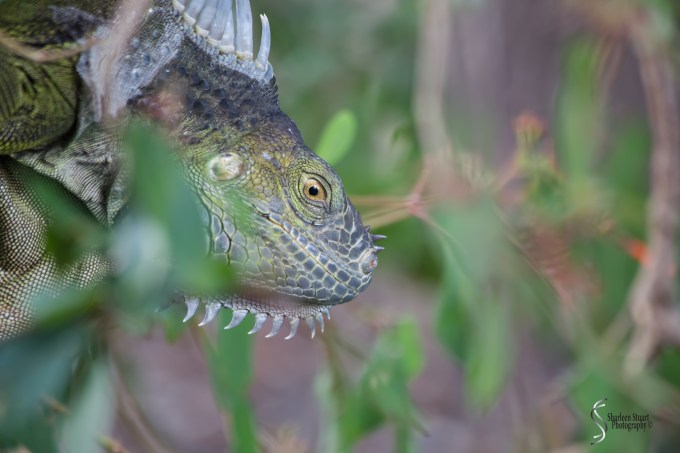 Wakodahatchee Wetlands: June 29, 2017: 5406