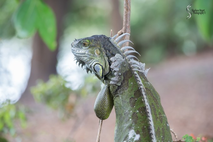 Wakodahatchee Wetlands: June 29, 2017: 5421