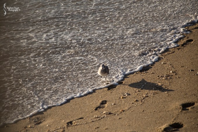 Lake Worth Pier/Sunrise: November 25, 2017: 7626