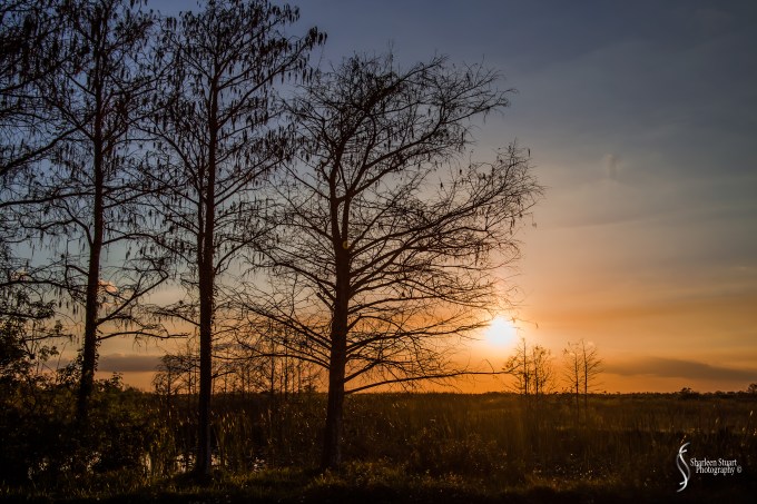 A.R.M Loxahatchee National Park: February 239, 2017: 8348