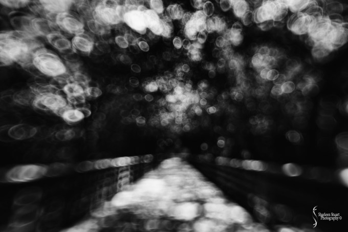 Wakodahatchee Wetlands: August 16, 2017: 6564