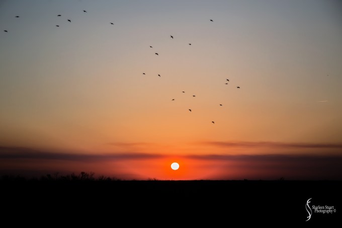 ARM Loxahatchee National Park: December 21, 2017: 8018