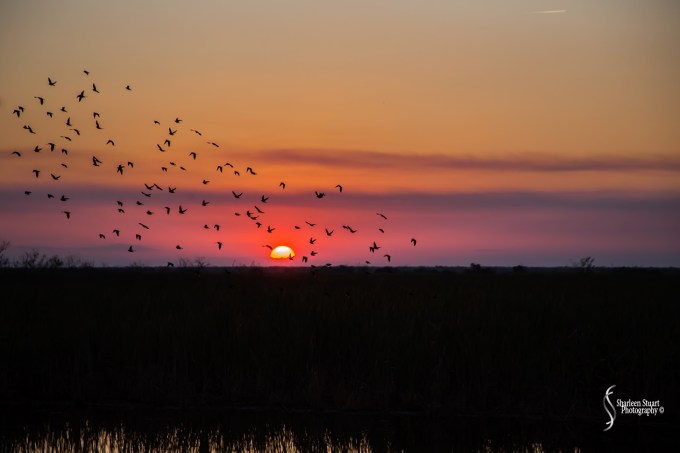 ARM Loxahatchee National Park: December 21, 2017: 8060