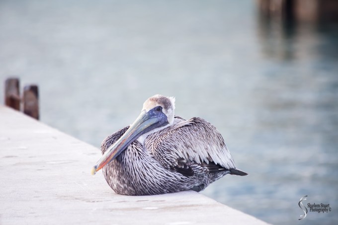 Key West Vacation:  January 7-8, 2018: 9048