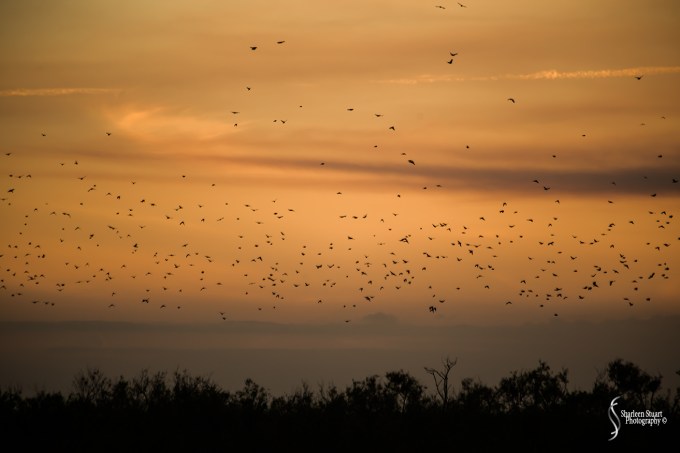 ARM Loxahatchee National Park: February 8, 2018: 0692