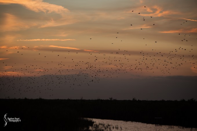 ARM Loxahatchee National Park: February 8, 2018: 0740