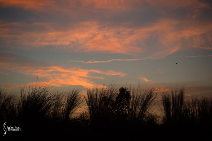 ARM Loxahatchee National Park: February 8, 2018: 0769
