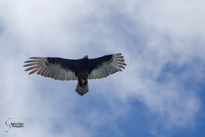 Manatee Lagoon: January 9, 2018: 0787
