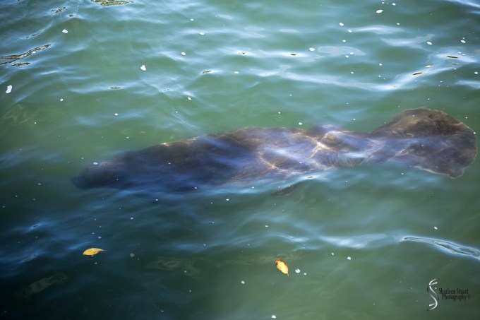 Manatee Lagoon: January 9, 2018: 0791